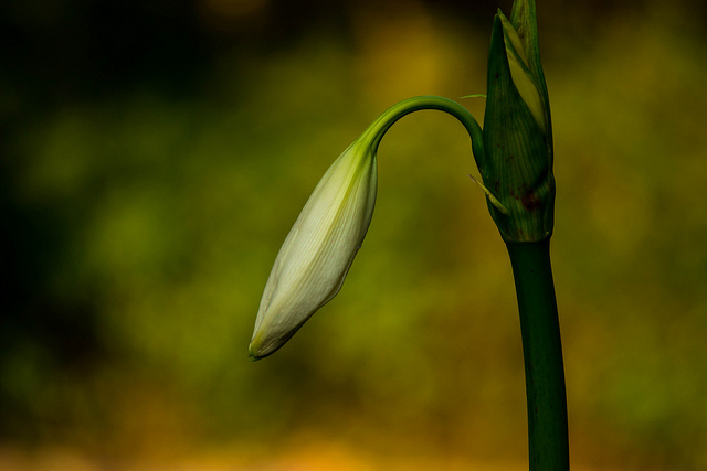bud
