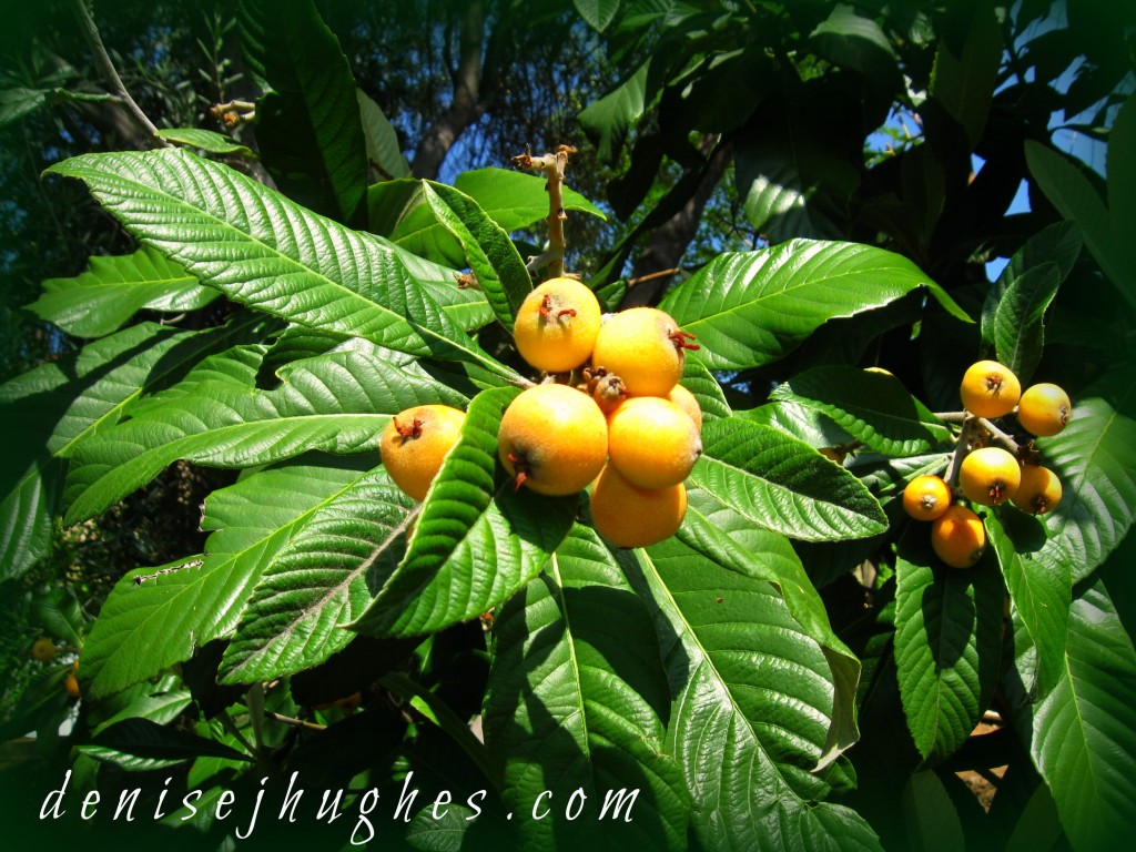 Fruit Trees